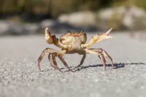 Perché i granchi camminano di lato? La scienza spiega il loro curioso modo di muoversi