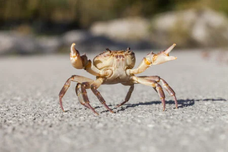 Perché i granchi camminano di lato? La scienza spiega il loro curioso modo di muoversi