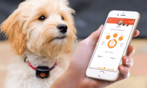 Pet tech: come la tecnologia sta trasformando la vita degli animali domestici