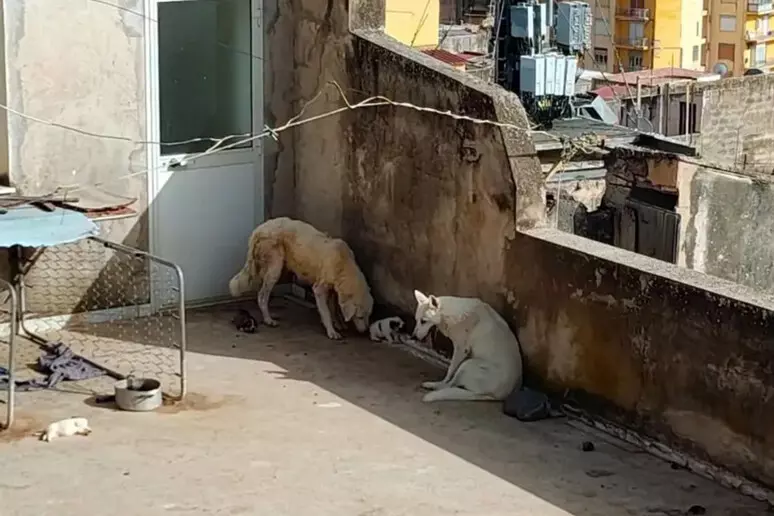 Sciacca, quattro cuccioli morti per il caldo sul terrazzo: “Pene inadeguate”