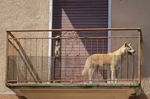 Animali domestici lasciati sui balconi: rischi da caldo e freddo e cosa possiamo fare