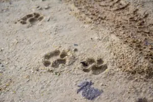 Perché i gatti lasciano solo due impronte invece di quattro? Il mistero della “camminata invisibile”