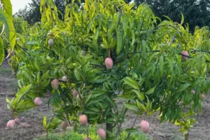 Balestrate, allarme furti nei mango: agricoltori costretti a dormire nei campi per difendere il raccolto