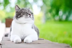 I gatti lasciati liberi di uscire portano in casa molte malattie: ecco cosa rischiamo e come proteggerli