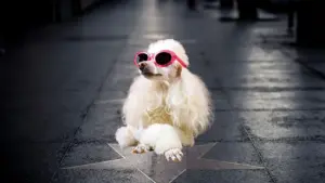 Il business degli animali influencer: quando cani e gatti diventano strumenti di guadagno sui social