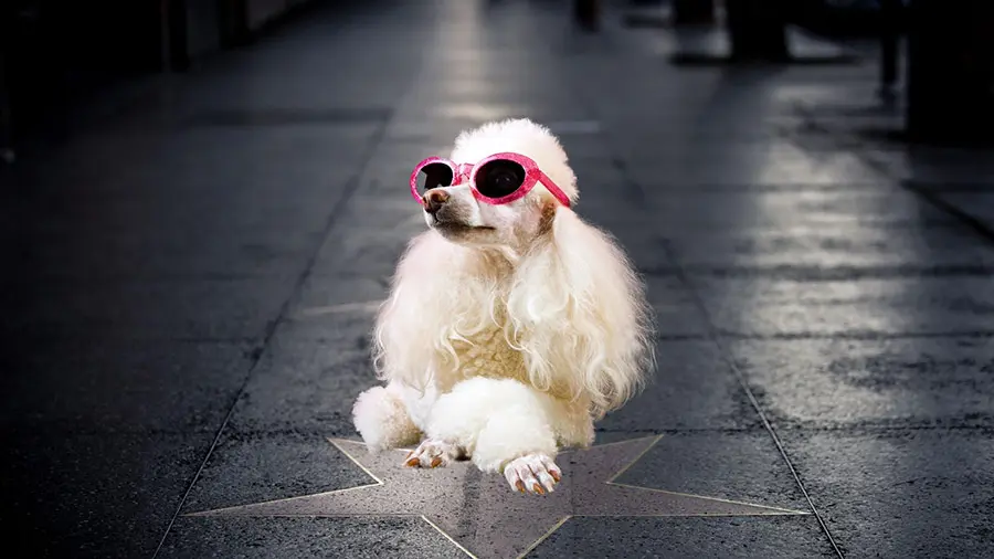 Il business degli animali influencer: quando cani e gatti diventano strumenti di guadagno sui social