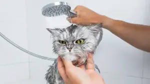 Tutte le false credenze sui gatti: è vero che odiano l’acqua?