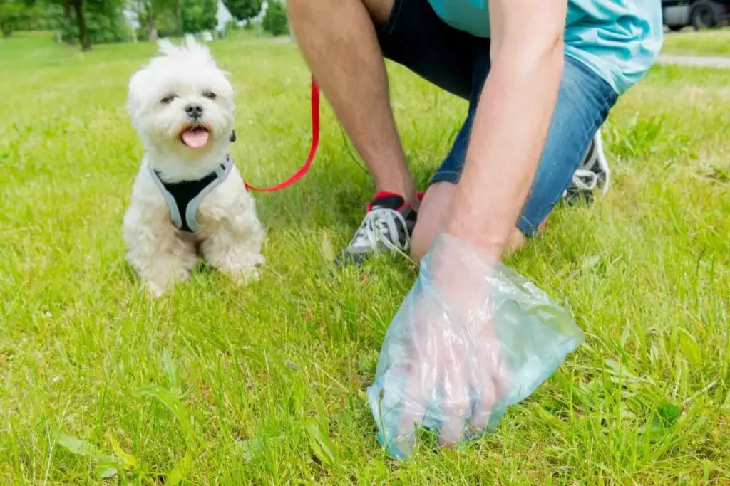 Deiezioni del cane e uso della museruola: tutti gli obblighi per i proprietari