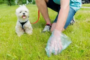 Deiezioni del cane e uso della museruola: tutti gli obblighi per i proprietari