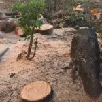 Alberi abbattuti in via Spinuzza, scoppia la polemica: opposizioni all’attacco del Comune