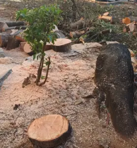 Alberi abbattuti in via Spinuzza, scoppia la polemica: opposizioni all’attacco del Comune