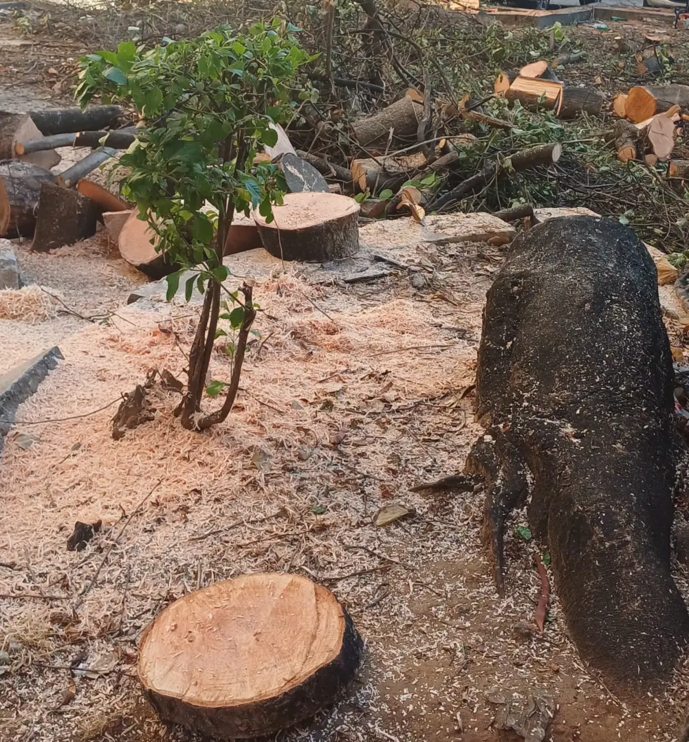Alberi abbattuti in via Spinuzza, scoppia la polemica: opposizioni all’attacco del Comune