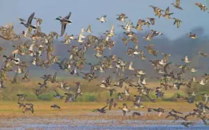 Perché gli uccelli migrano: il viaggio più pericoloso della natura