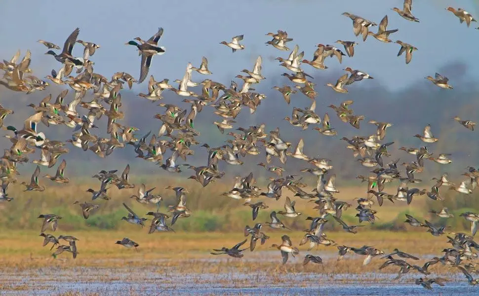 Perché gli uccelli migrano: il viaggio più pericoloso della natura