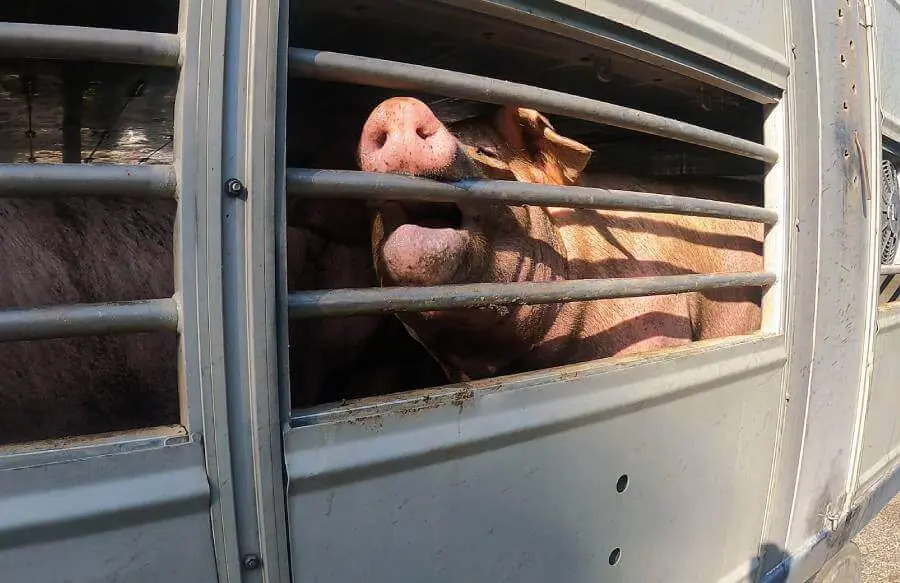 Ore senza acqua e riposo: il lato nascosto del trasporto degli animali