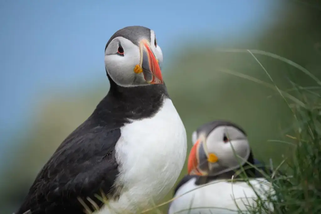 Uccelli vestiti di carnevale: chi sono i Puffin e dove vivono