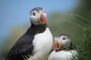 Uccelli vestiti di carnevale: chi sono i Puffin e dove vivono