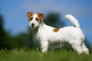 Razze di cani e gatti più longeve: esistono davvero e da cosa dipende la loro aspettativa di vita