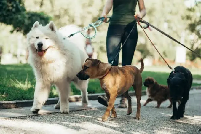 Pet sitter, asili e vacanze: come scegliere chi si prenderà cura del nostro animale