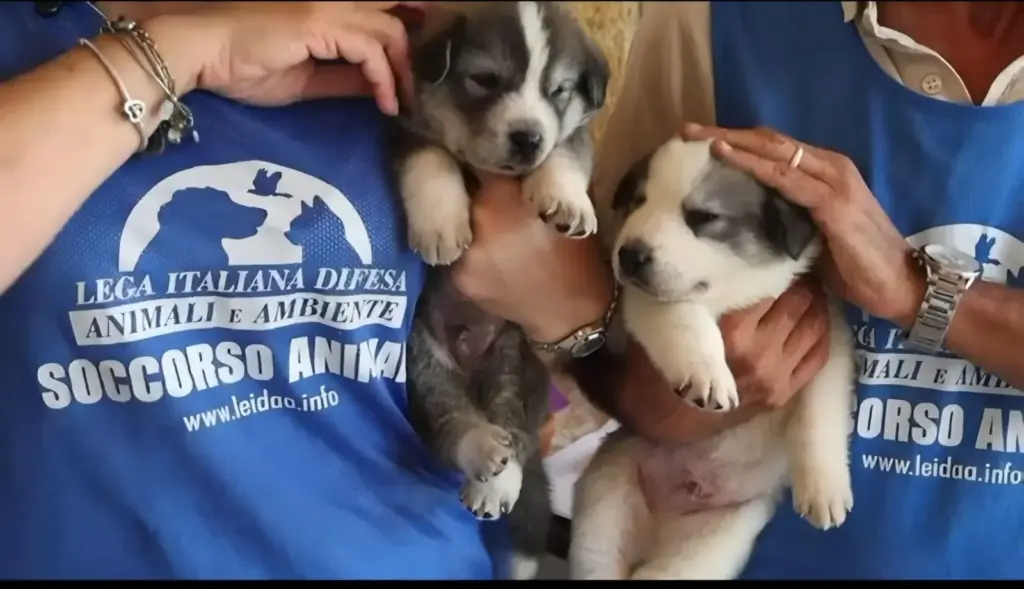 Sciacca, i cinque cuccioli sopravvissuti trovano una nuova casa grazie alla Leidaa
