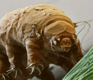 Gli animali con i superpoteri: quando la natura supera la fantasia