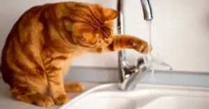Perché i gatti “assaggiano” l’acqua con la zampa? Il curioso comportamento dei nostri felini