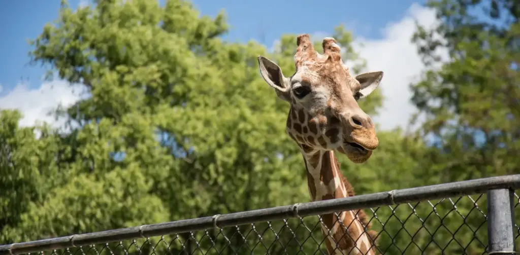 Zoo del XXI secolo: rifugio per specie a rischio o struttura da superare?