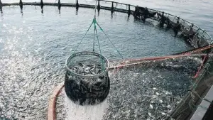 Il mare in silenzio: anche i pesci entrano nel dibattito sui diritti animali