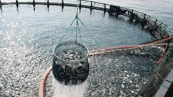 Il mare in silenzio: anche i pesci entrano nel dibattito sui diritti animali