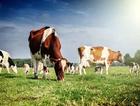 Bio significa davvero più rispetto per gli animali? Luci e ombre della nuova agricoltura