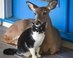 Amicizie impossibili nel mondo animale: quando specie diverse scelgono di stare insieme