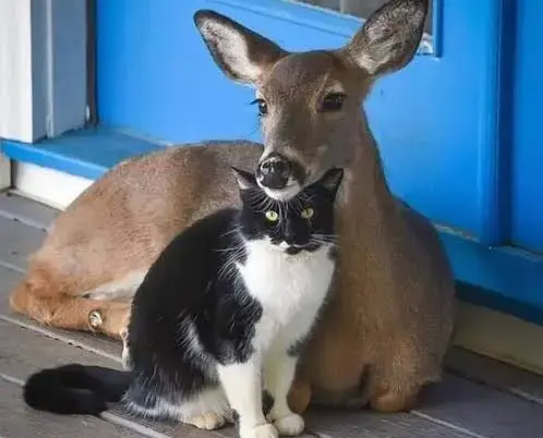 Amicizie impossibili nel mondo animale: quando specie diverse scelgono di stare insieme
