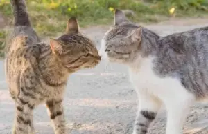 Il linguaggio invisibile degli animali: come gli odori raccontano storie, emozioni e gerarchie