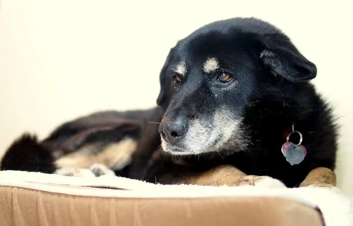 Anziani ma felici: come cambia la vita di cani e gatti dopo i 10 anni