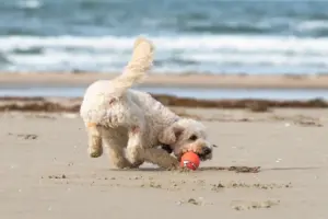 Cani in spiaggia: quali sono le regole e come rispettare i bagnanti