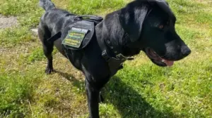 Bee, il “cane puliziotto” delle Madonie: il Labrador che ha raccolto 200 kg di plastica nei boschi siciliani