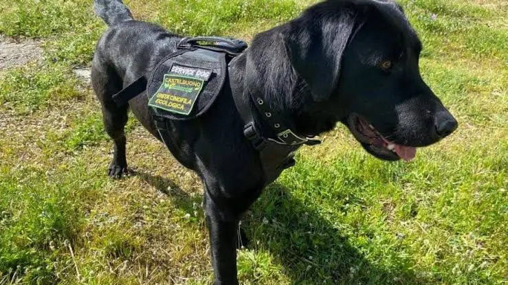 Bee, il “cane puliziotto” delle Madonie: il Labrador che ha raccolto 200 kg di plastica nei boschi siciliani