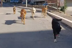 Cosa fare se si incontra un branco di cani randagi: le mosse da fare e non fare