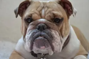Maltrattamento genetico degli animali domestici: cos’è e perché riguarda tutti noi