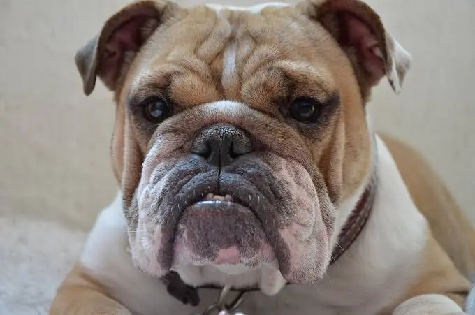 Maltrattamento genetico degli animali domestici: cos’è e perché riguarda tutti noi