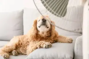 Animali domestici e caldo estremo: come farli stare bene