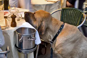 Cani e gatti nei locali pubblici: si può entrare? Le regole da conoscere
