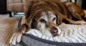 Animali anziani in casa: come cambiano bisogni, spazi e routine