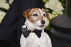 Ciak, si gira: cosa succede davvero agli animali protagonisti dello spettacolo