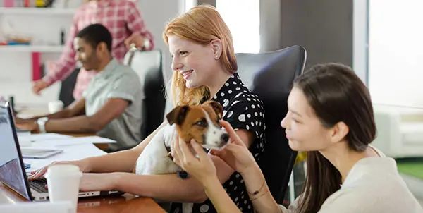 Pet friendly anche in ufficio: perché sempre più aziende accolgono gli animali sul posto di lavoro