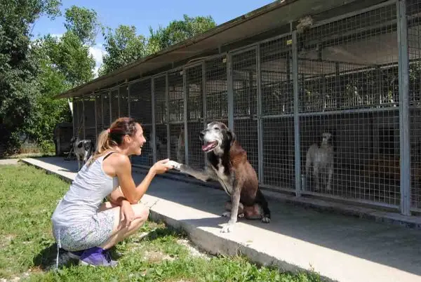 Dietro le sbarre dei canili: migliaia di cani aspettano ancora una seconda possibilità