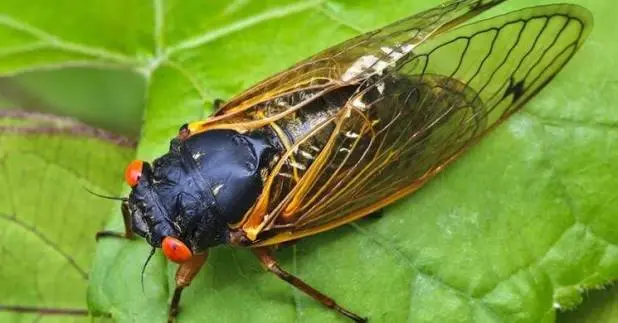 Perché la cicala fa quel suono caratteristico e quanto vive: il segreto dell’insetto simbolo dell’estate
