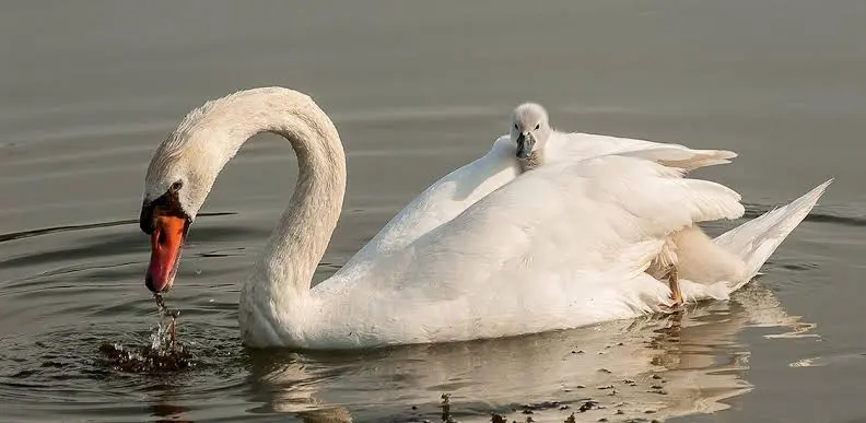 I “papà modello” del regno animale: le storie più assurde di padri straordinari