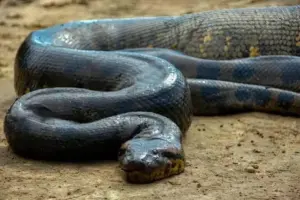 Gli animali che hanno ispirato miti e leggende: quando la natura incontra l’immaginazione