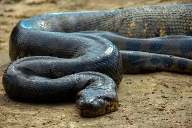 Gli animali che hanno ispirato miti e leggende: quando la natura incontra l’immaginazione